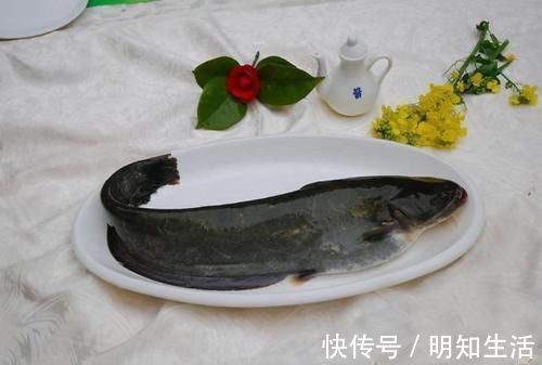 胡子鱼|被人“误解最深”的一条鱼，营养比甲鱼还高，4元一斤，却没人要