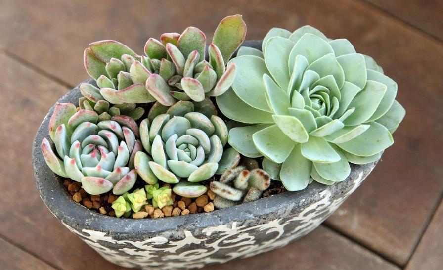 姬胧月|养多肉,若想茎叶肥美,速成老桩,该掌握哪些诀窍?