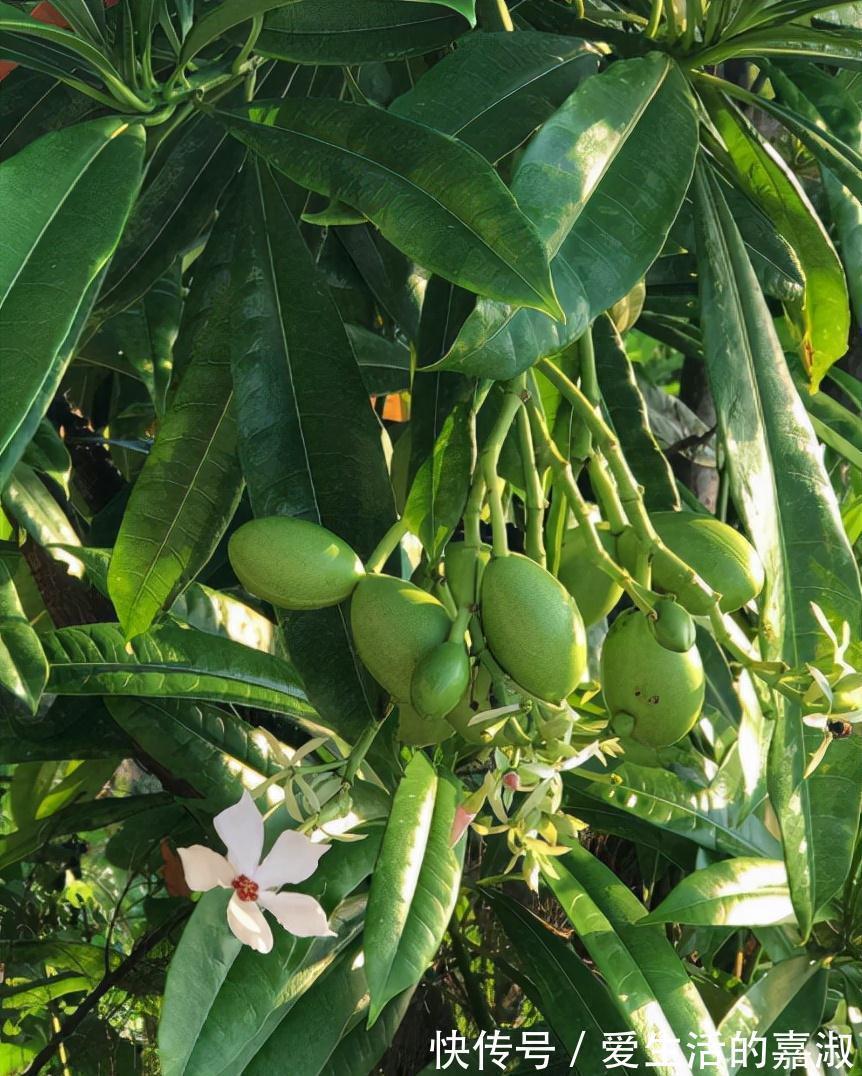金皮树|认识植物界的“六大毒树”,看到“绕道走”,涨知识不吃亏