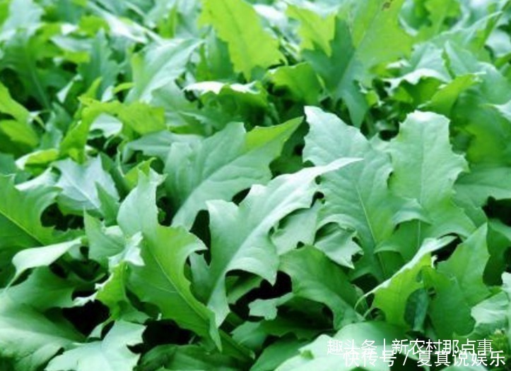 八大金刚|农村这被当成杂草的4种植物，可是中医眼中爱不释手的宝贝药材