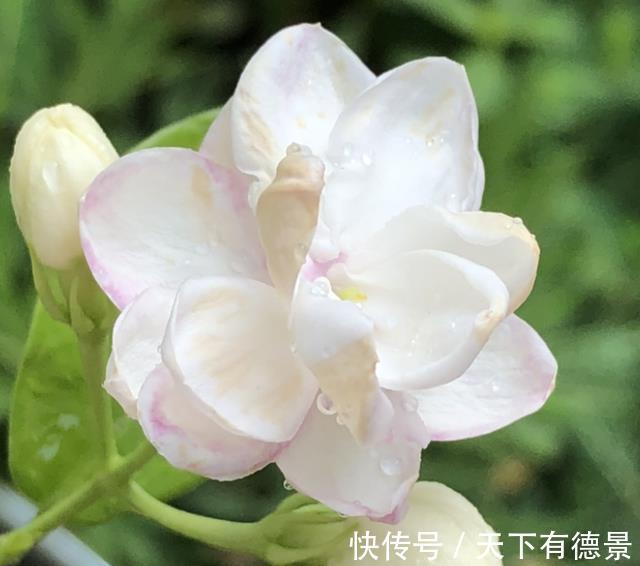 茉莉花|茉莉花释放“三信号”，果断剪一剪，花苞咕噜冒，一次绽放上百朵