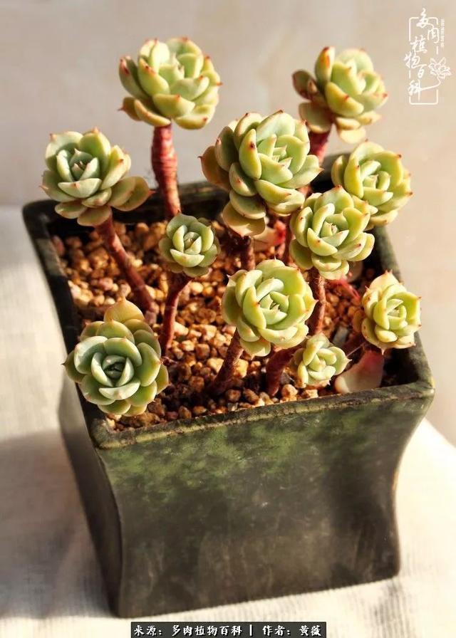 养了三年多肉，终于明白佛系养肉才是王道！