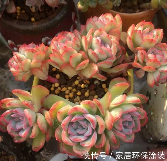 推荐5款“女王”多肉，每一种都好看，皮实好养，总有一款适合你