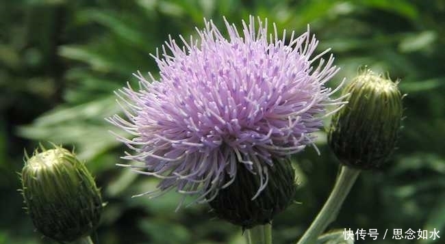 补血|路边常见的这种野菜，抗癌，补血，防感冒，最后一种预防口臭！