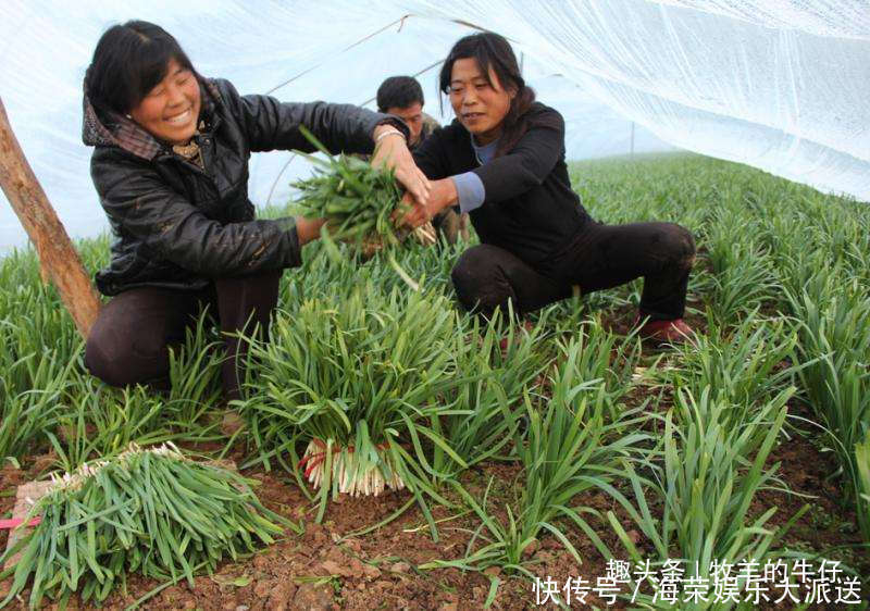 人称“懒人菜”，种一次能摘10年，南方拿炒鸡蛋，北方用包饺子