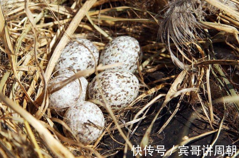 可单|天然的“雄激素”，男人40后，每天吃一口，精力旺盛更年轻