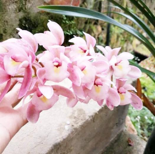 最香的兰花品种,花大色艳花香浓,花期长花量大,出架真漂亮