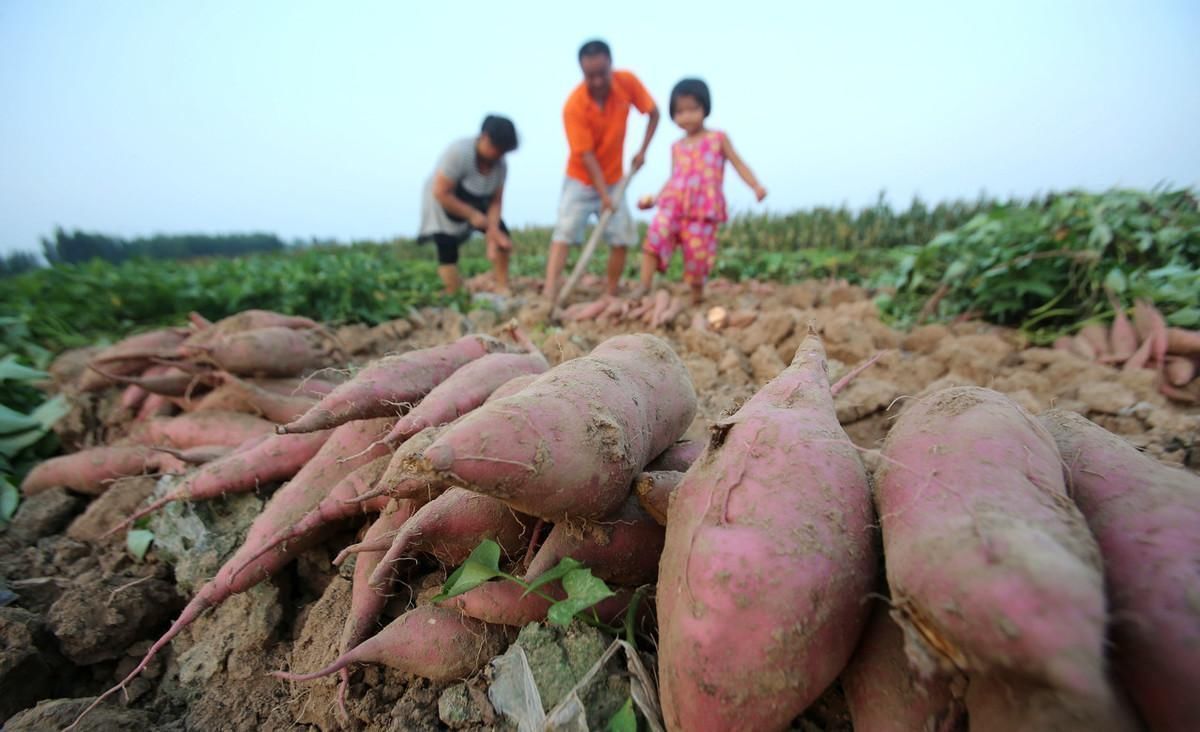 食品交换法|土豆、红薯、山药的淀粉含量高，升血糖还是降血糖糖友能常吃吗