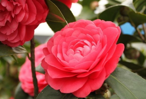 超适合养的几朵花,开花多易爆盆,花开美艳,养殖简单不用管