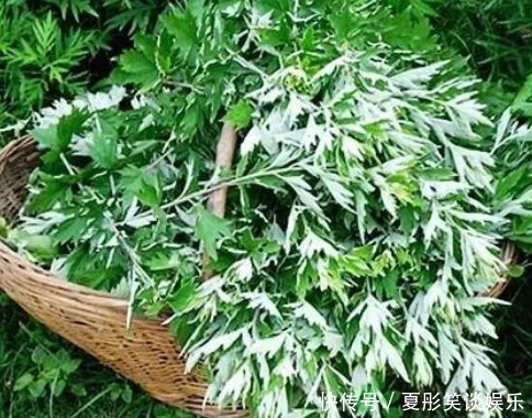 艾条灸|艾草不仅对女性经期有好处,治疗腰间盘突出也有帮助,不妨了解下