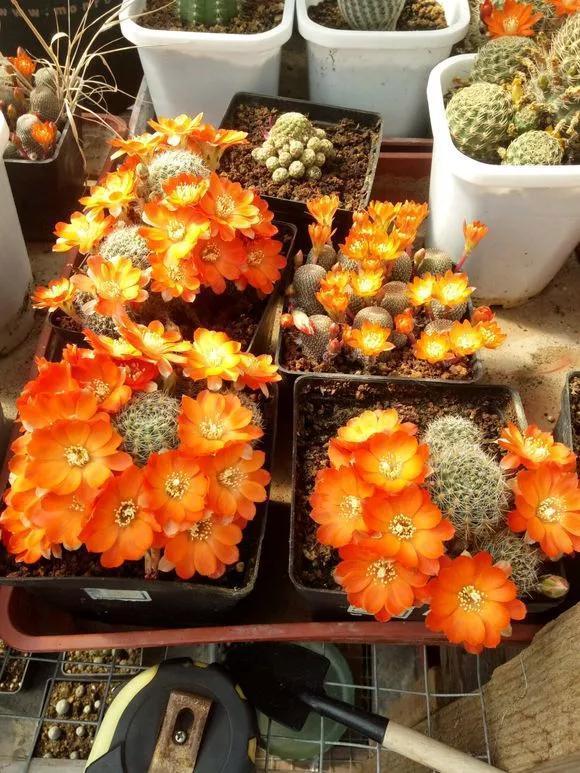 仙人球不开花,3个方面得改善,做好了以后花苞直冒,爆满盆