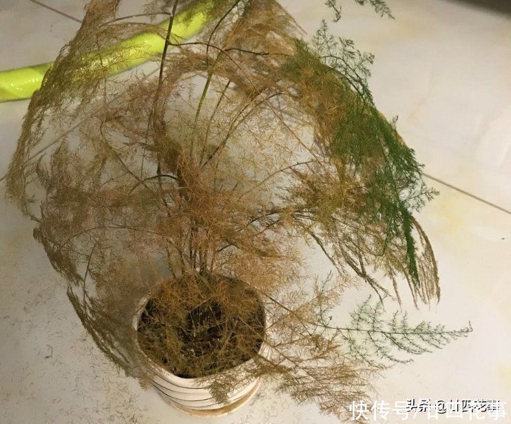 春天养文竹,记得给它“翻翻新”,咔嚓剪几刀,笋芽蹭蹭冒