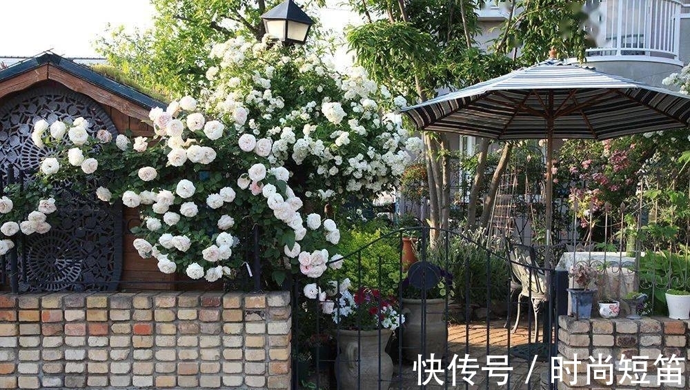 月季花墙,小苗快速成型的“窍门”,一年满枝芽,长出一面花墙
