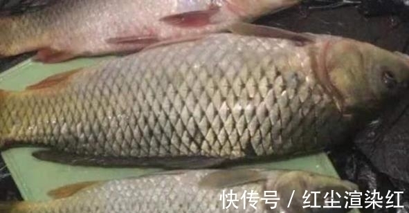 大板鲫还不知道怎么钓?记住这三招就够用了