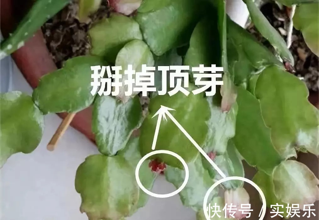 花苞|蟹爪兰长出这种叶子,立马掰掉它,嗖嗖冒花苞!