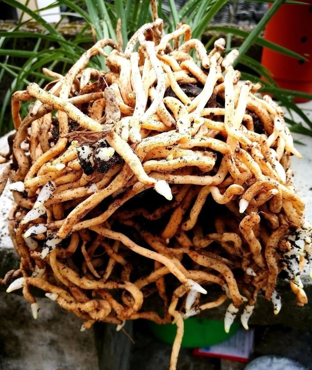 蕙兰|春兰、蕙兰这样种植,4年不翻盆,也从没发现烂根