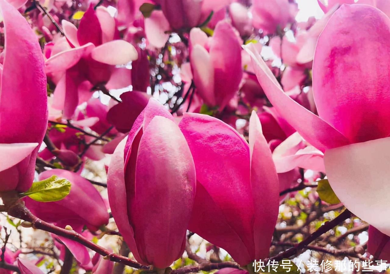 想要打造“高级”花园,春天种上“4种花”,颜值高,爱开花