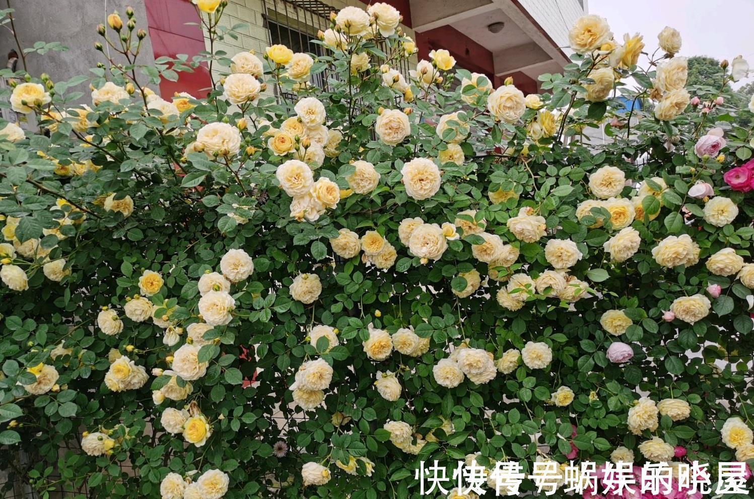 花墙|又美又香的花,花量大,多季开花,可做花墙,阳台也能种