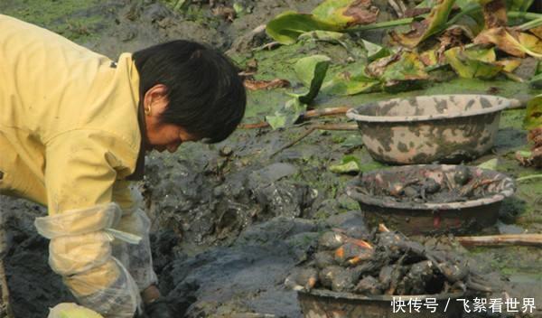 茨菰|农村水田里的野草,遇到别忽视,根部价值珍贵,比板栗还美味
