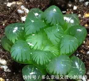 颜值|4种清新喜人的多肉植物,颜值高好养护,适合女生养!