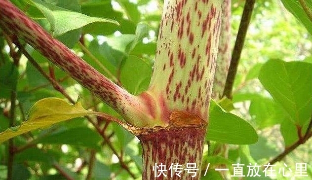 农村|农村一种像“甘蔗”的植物,砍了能当零食吃,是一味好药材价值高
