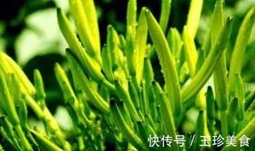 夜盲|农村人都在吃的野菜 可治疗老人痴呆症 目赤 夜盲