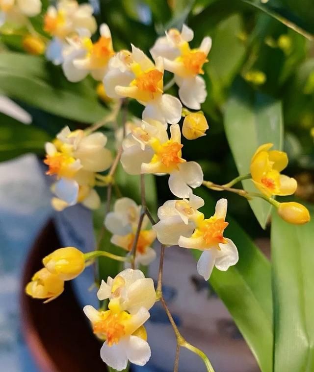 迷你文心兰每年买？这样养只要买一次，年年度能开花