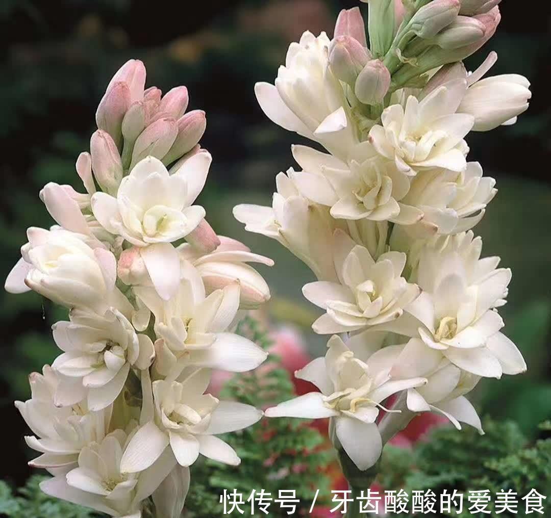 芦荟|6种“女人花”能吃又好闻，采花泡茶养容颜，女人养花，花养美女