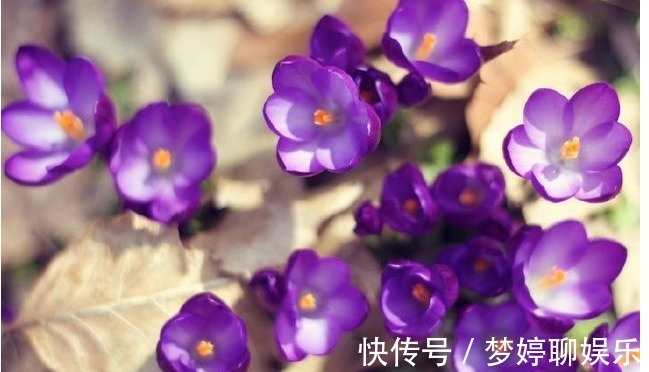 盆栽|把以下叶子随手插土里,两周长出一盆少见的盆栽,花朵比叶子好看