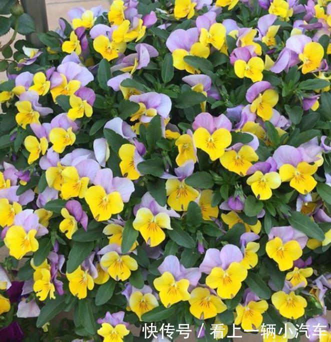 居家就养此款花卉,花大色艳胜玫瑰,芳香四溢,养在家中香飘满屋