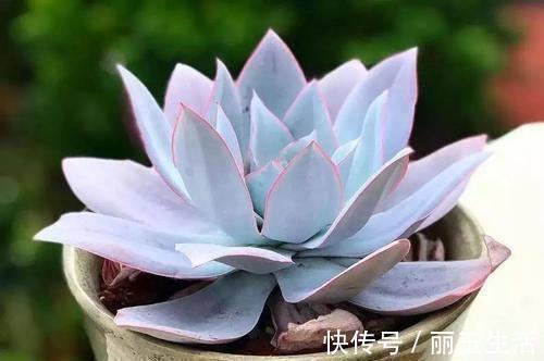 蓝石莲|喜欢多肉别错过这5种，贵气又好养，种一盆仙气飘飘！