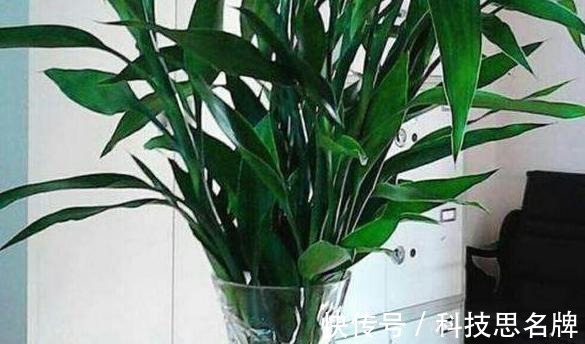 养花别再买多菌灵了,用它来代替,植株生根快,还能省下不少钱