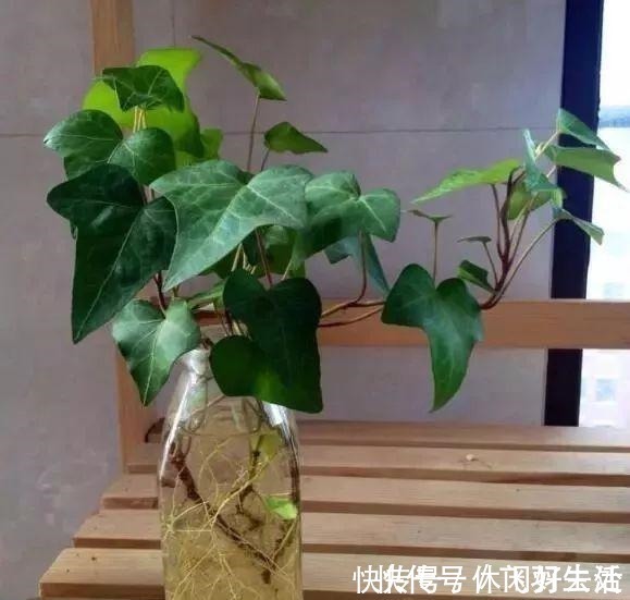 绿萝|这4种花 剪一段枝条丢水里就生根 家中绿意盎然！