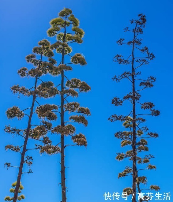 观音莲|开花会死的多肉名单,你家要有养,看见花箭就“给一刀”