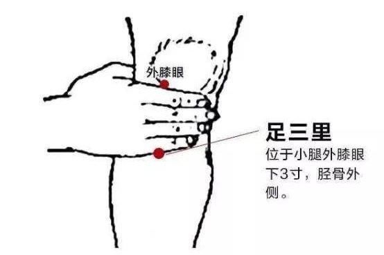 五指毛桃|常出虚汗、头晕健忘、容易感冒，气虚体质的人如何调养？