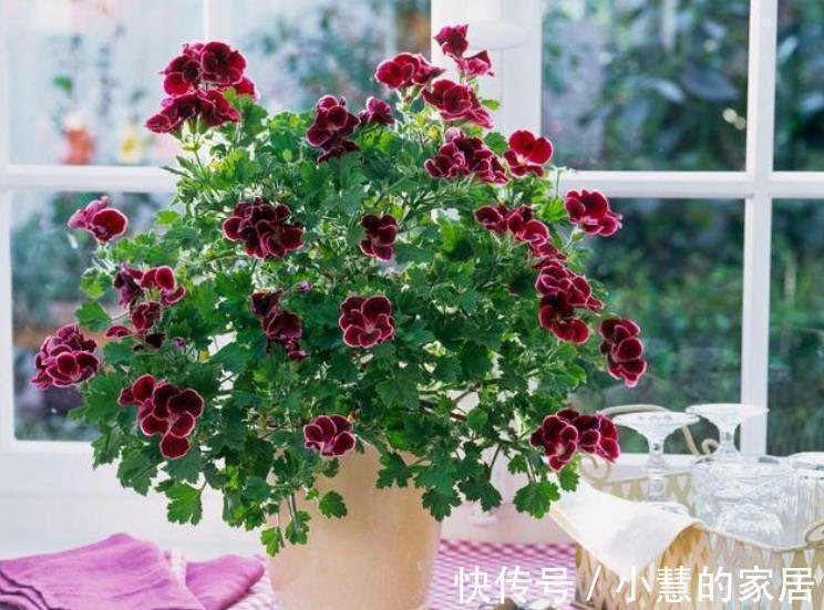 新芽|5种漂亮花,现在赶紧剪几刀,新叶新芽一起长,花朵轻松开满枝