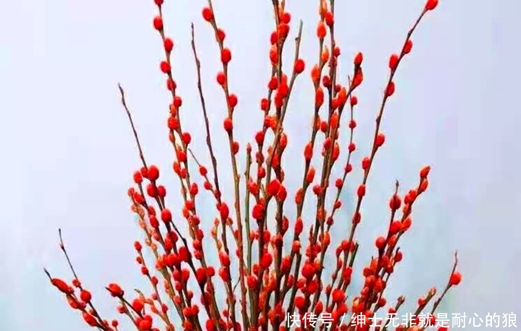 花市买年宵花要多看多问，不然可能买到假花，还会买到假颜色