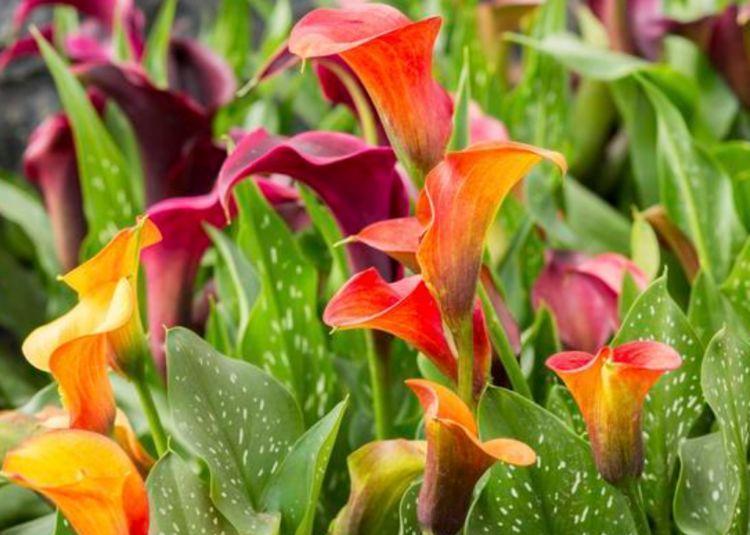 倾国倾城|阳台养上“4种花”,花色多、花期长,美得倾国倾城,绚丽多彩