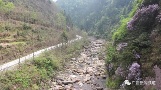 龙胜伟江杜鹃花漫山遍野惹人醉