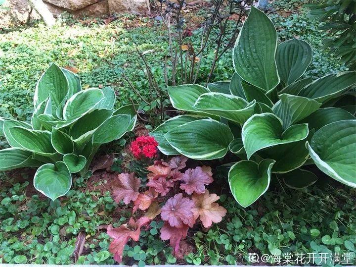 秋天给花铲一锹,一盆变五盆,根本不用扦插!