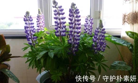 烟丝制成的水溶液,拿来养花有什么意义?