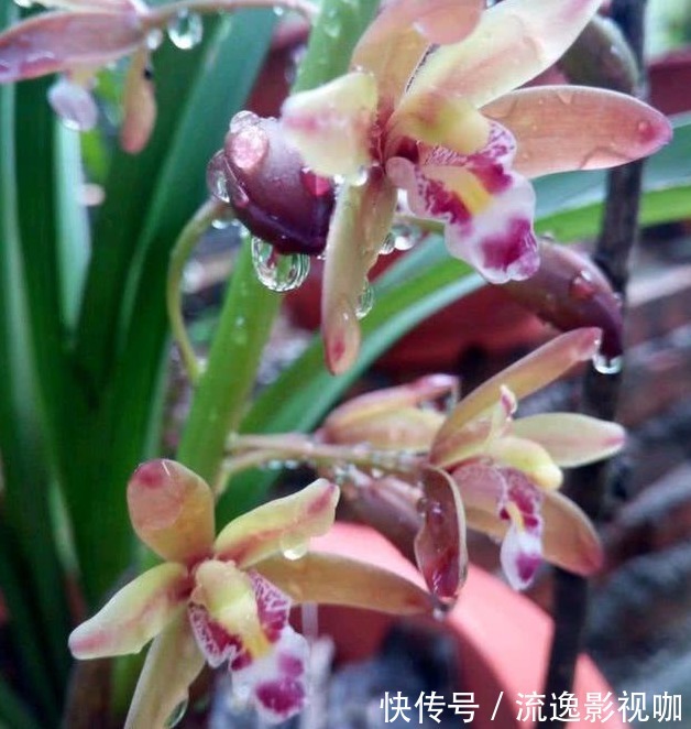 植料|老花农养兰花,用3种植料,兰花不烂根,芽蹭蹭冒,花呼呼开