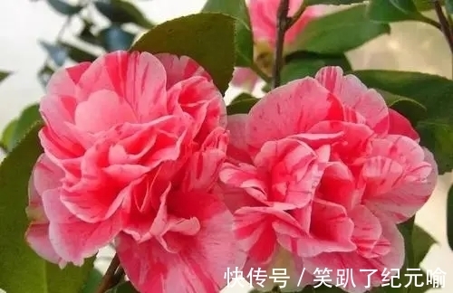 月季|不要只会种月季,这种花开花多还容易养活,快来看看吧