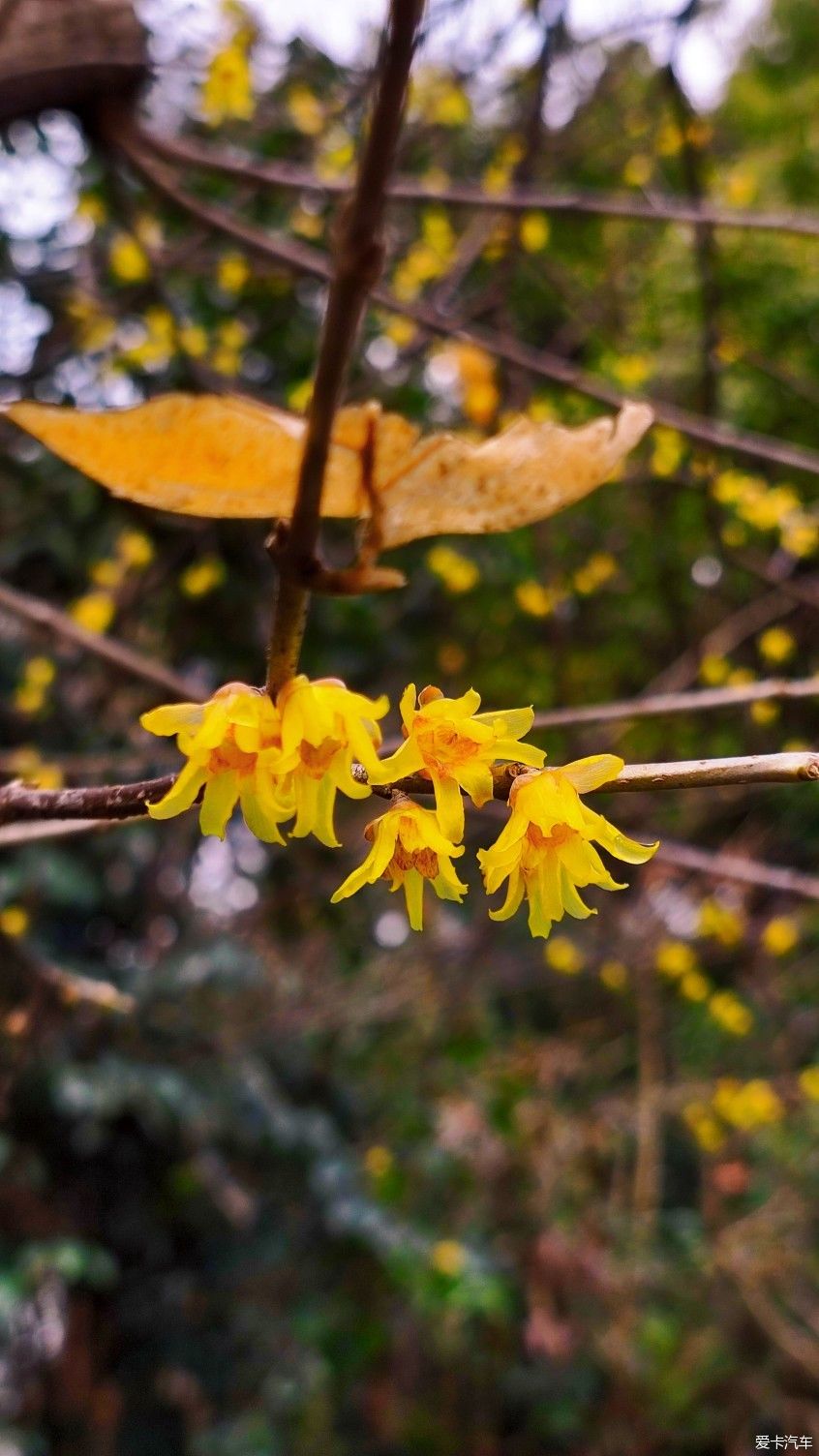 【爱卡踏青季】花枝俏