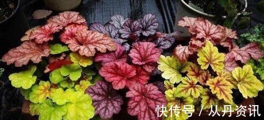 家里采光不好也能养花,这几种高颜值花,摆在阳台就能开爆