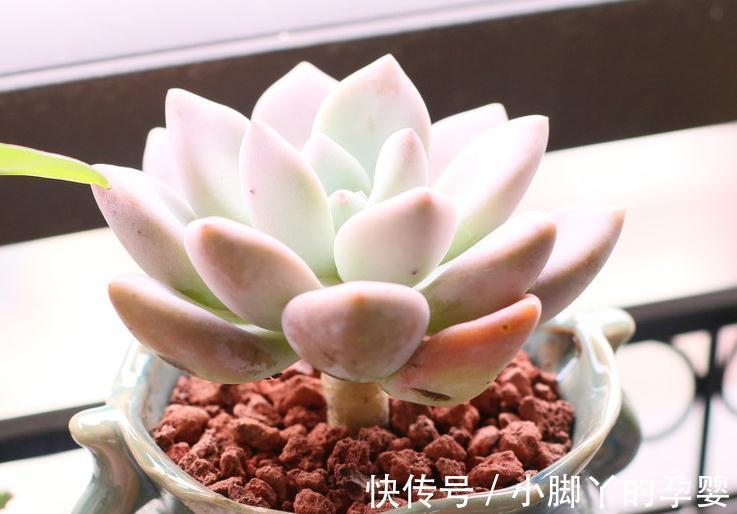 锥形|养多肉植物上盆,不同根系不一样的上盆方法,棵棵爆盆的技巧