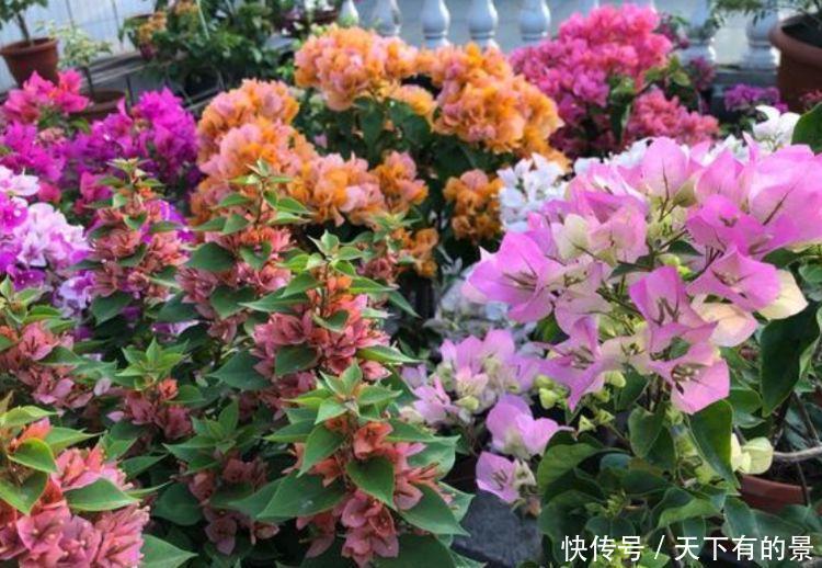 超漂亮的4种花,好养又漂亮,开成花球,一开就停不下来