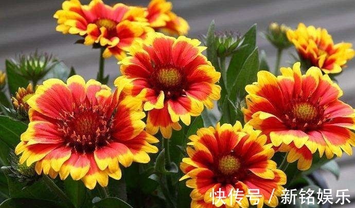 澎湖&此花花姿娇娆,色彩艳丽,优美的身姿让人眼花缭乱,象征同心协力