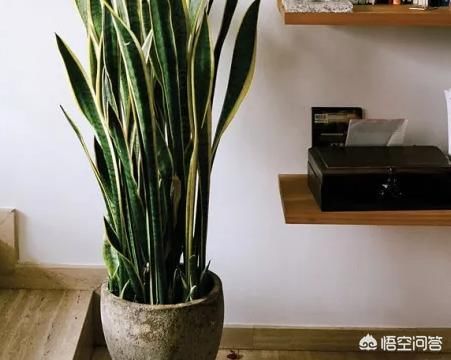 室内不喜光的植物有哪些？