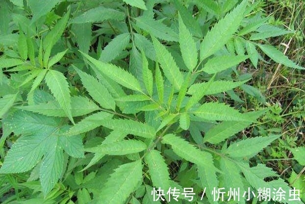 果实|路边的杂草“接骨草”外表美观,香气清新,具有药用价值